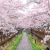 Tour Hàn Quốc Seoul - Elysian - Lotte World (Khách Sạn 4-5*) - Hình ảnh 4